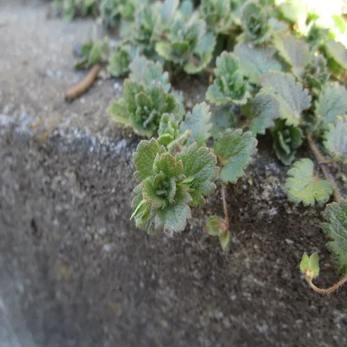 オオイヌノフグリの葉