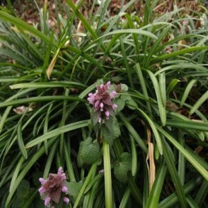 ヒメオドリコソウの花