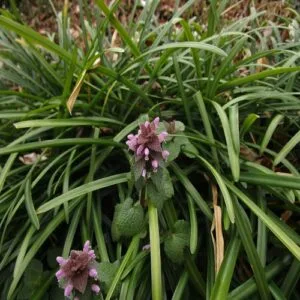 ヒメオドリコソウの花