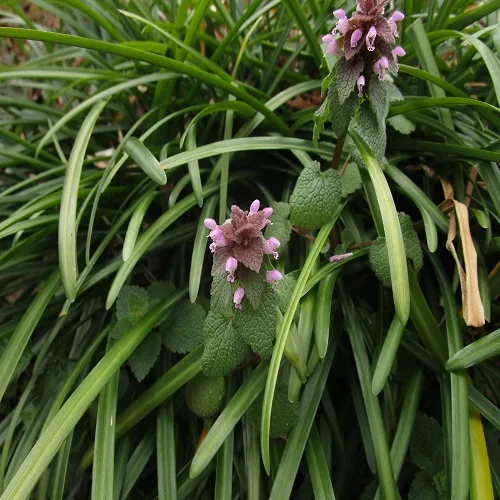 ヒメオドリコソウの花