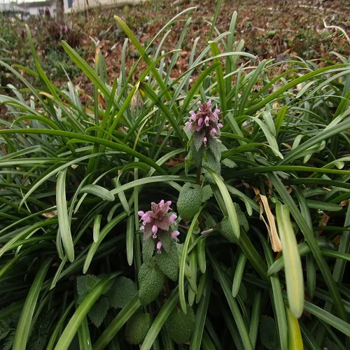 ヒメオドリコソウの花