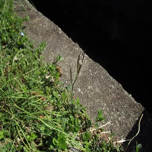 ミチタネツケバナの全体像