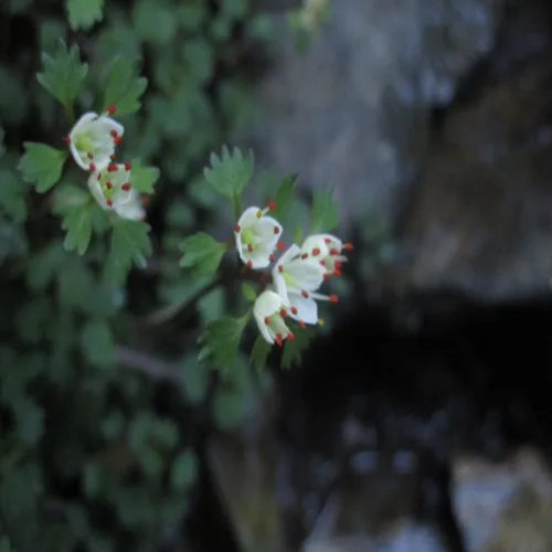 ハナネコノメの花