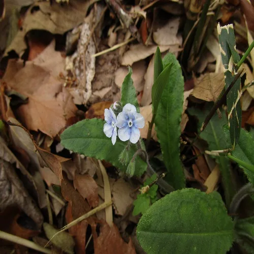 ヤマルリソウの花
