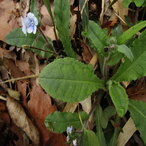 ヤマルリソウの葉