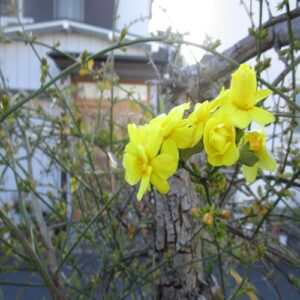 オウバイモドキの花