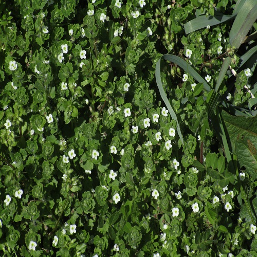 コゴメイヌノフグリの花の群落