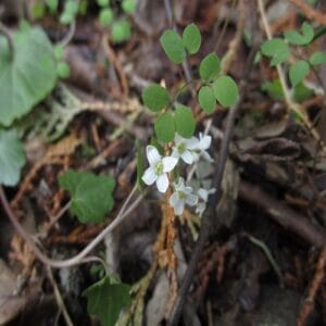 ユリワサビの花