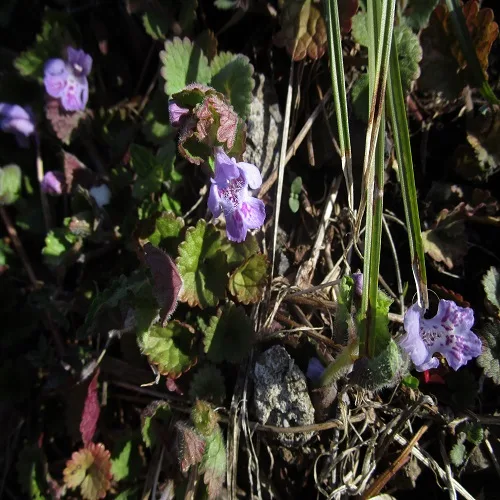 カキドオシの花