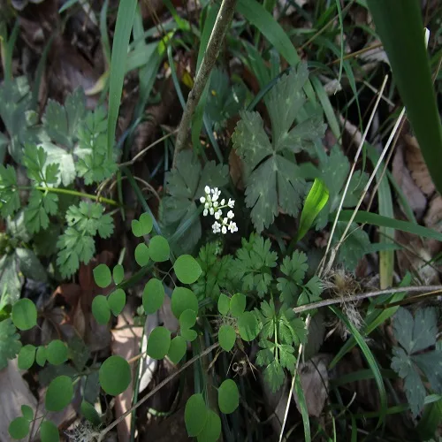 セントウソウの花