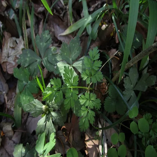 セントウソウの葉