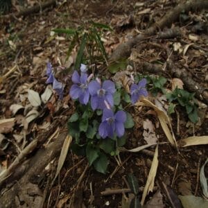 タチツボスミレの花