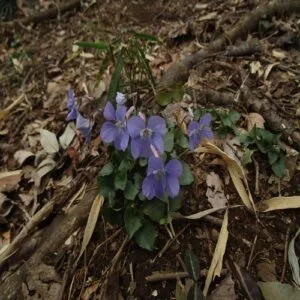 タチツボスミレの花