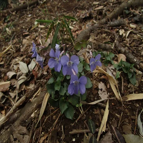 タチツボスミレの花