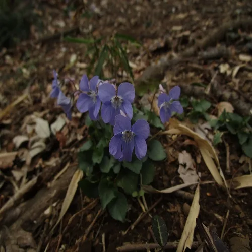 タチツボスミレの花