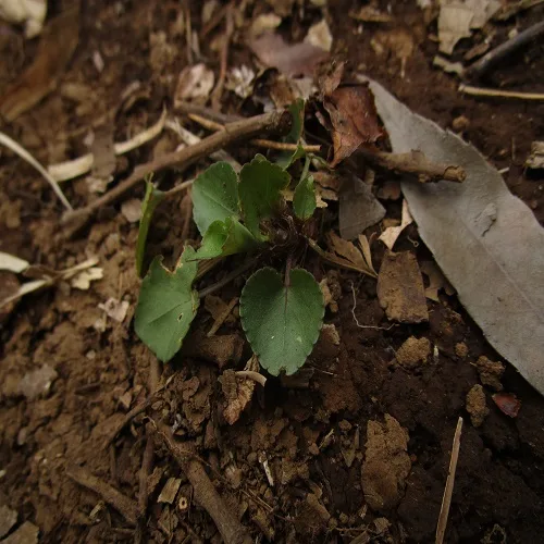タチツボスミレの葉
