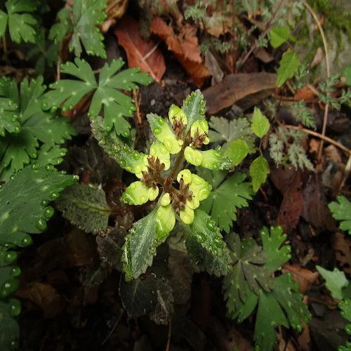 ヨゴレネコノメの花
