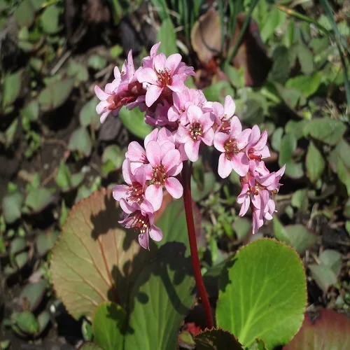 ヒマラヤユキノシタ