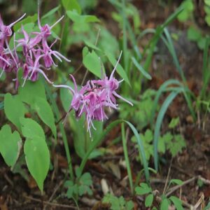 イカリソウの花