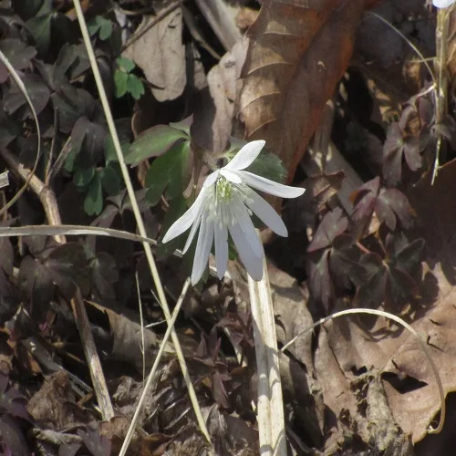 アズマイチゲの花