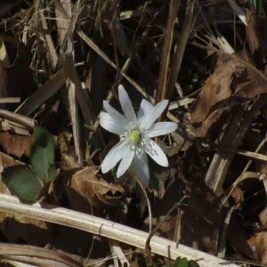 アズマイチゲの花