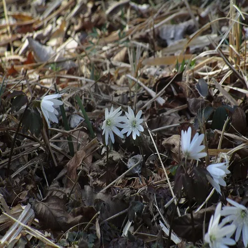 アズマイチゲの花