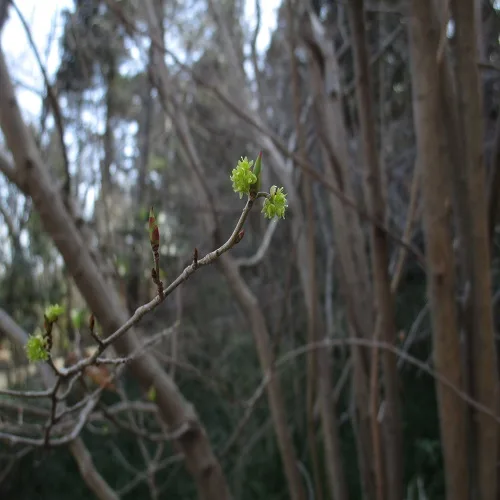 アブラチャンの花
