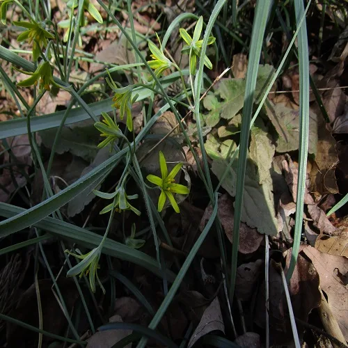 キバナノアマナの花