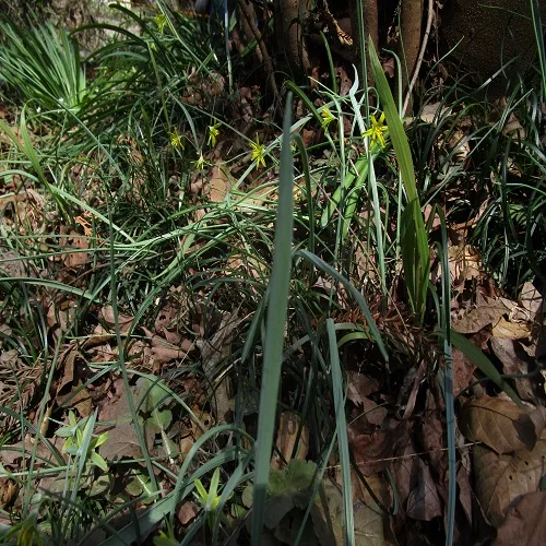 キバナノアマナの葉