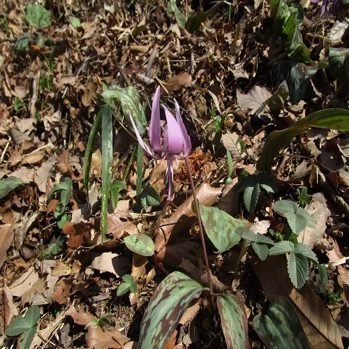 カタクリの花
