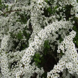 ユキヤナギの花