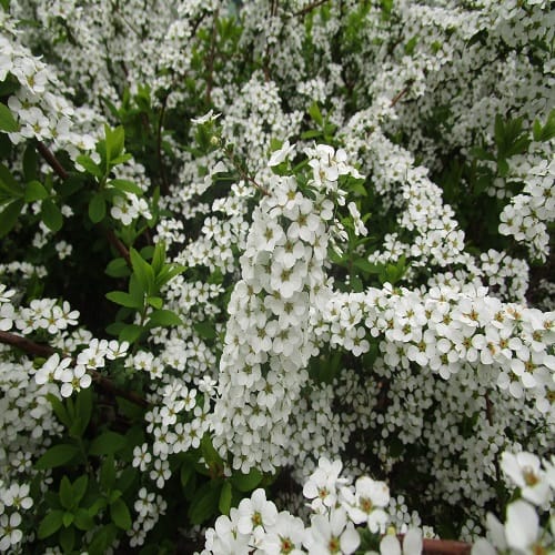 ユキヤナギの花