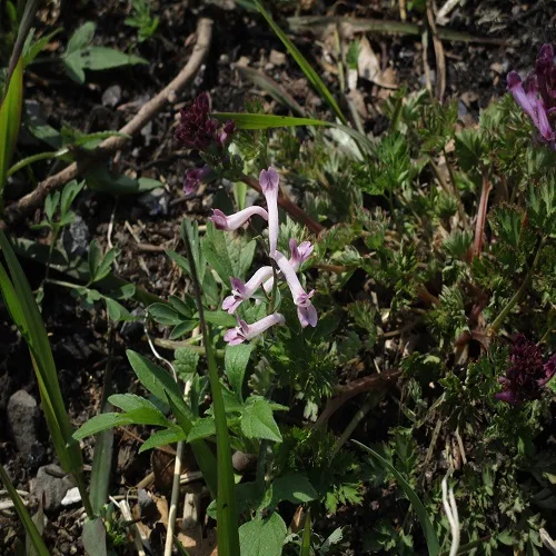 ジロボウエンゴサクの花
