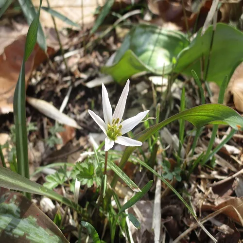 ヒロハノアマナの花