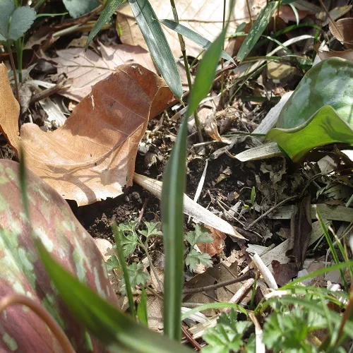 ヒロハノアマナの葉