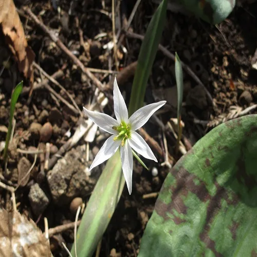 ヒロハノアマナの花