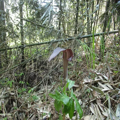 ミミガタテンナンショウの花