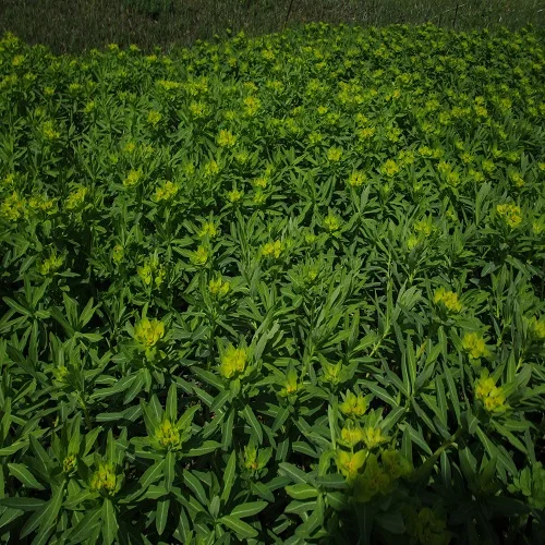 ノウルシの花の群落