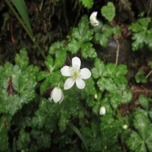 ニリンソウの花