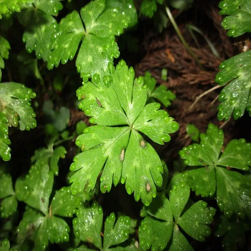 ニリンソウの葉