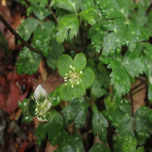 ミドリニリンソウの花