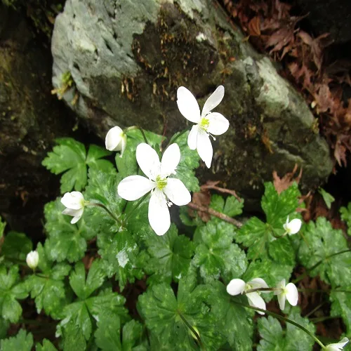 ニリンソウの花