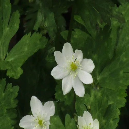 ニリンソウの花　萼片８枚