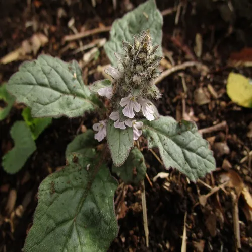 ジュウニヒトエの花