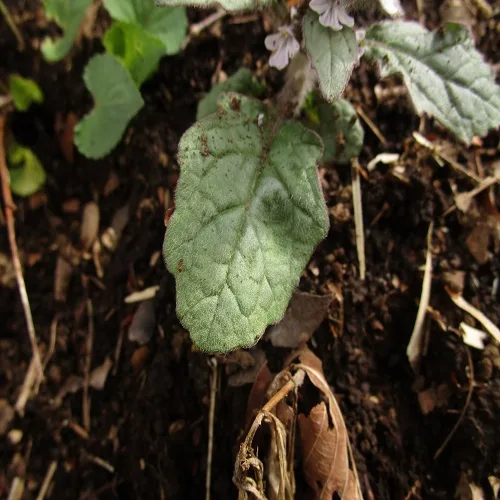 ジュウニヒトエの葉