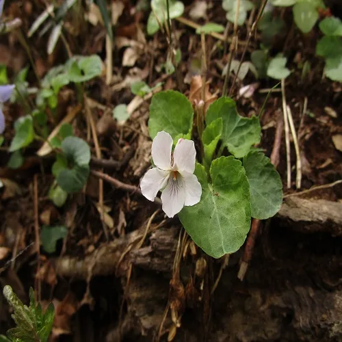 ケマルバスミレの花