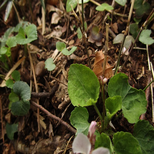 ケマルバスミレの葉