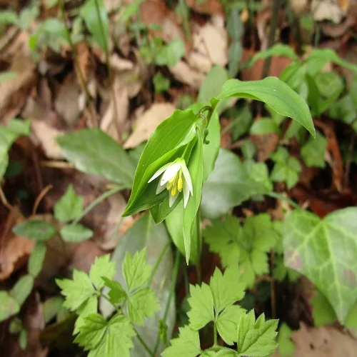 チゴユリの花