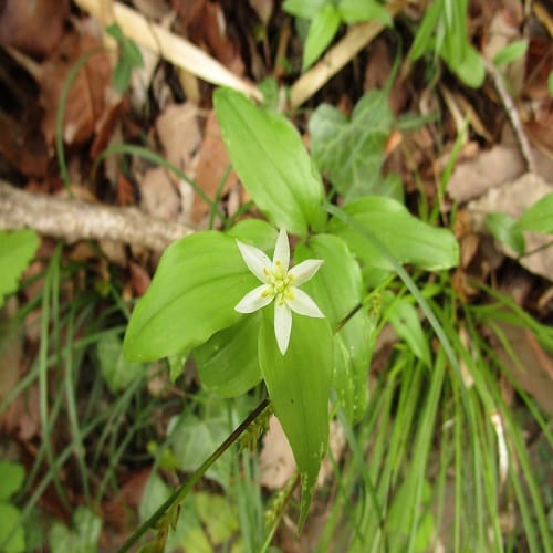 上向きに咲くチゴユリの花