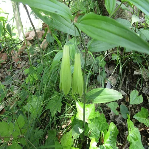 ホウチャクソウの花